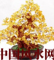 内蒙古买了招财植物却不能发财，是方位摆错了！